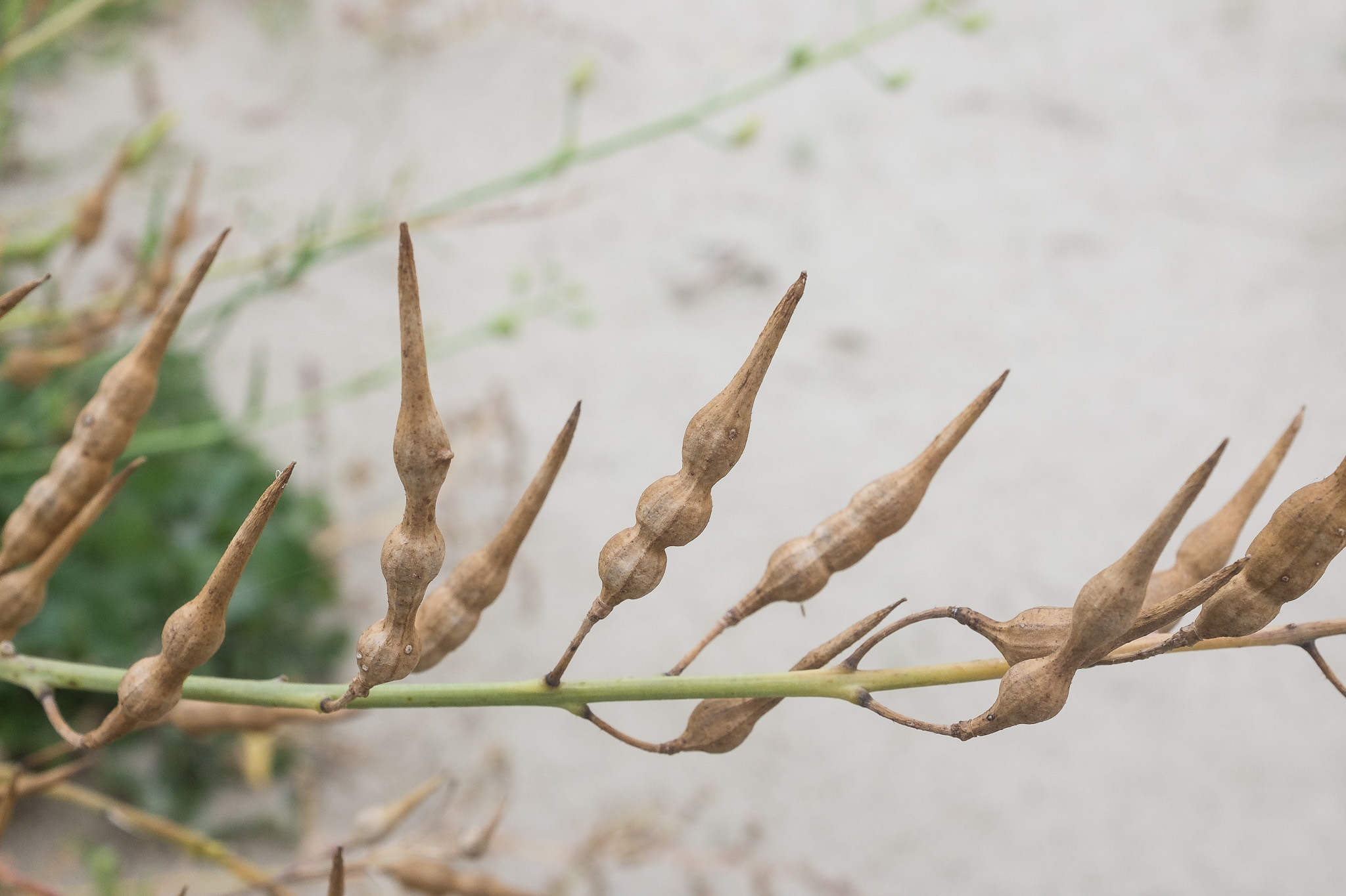 Raphanus raphanistrum subsp. landra (door Rense Haveman)