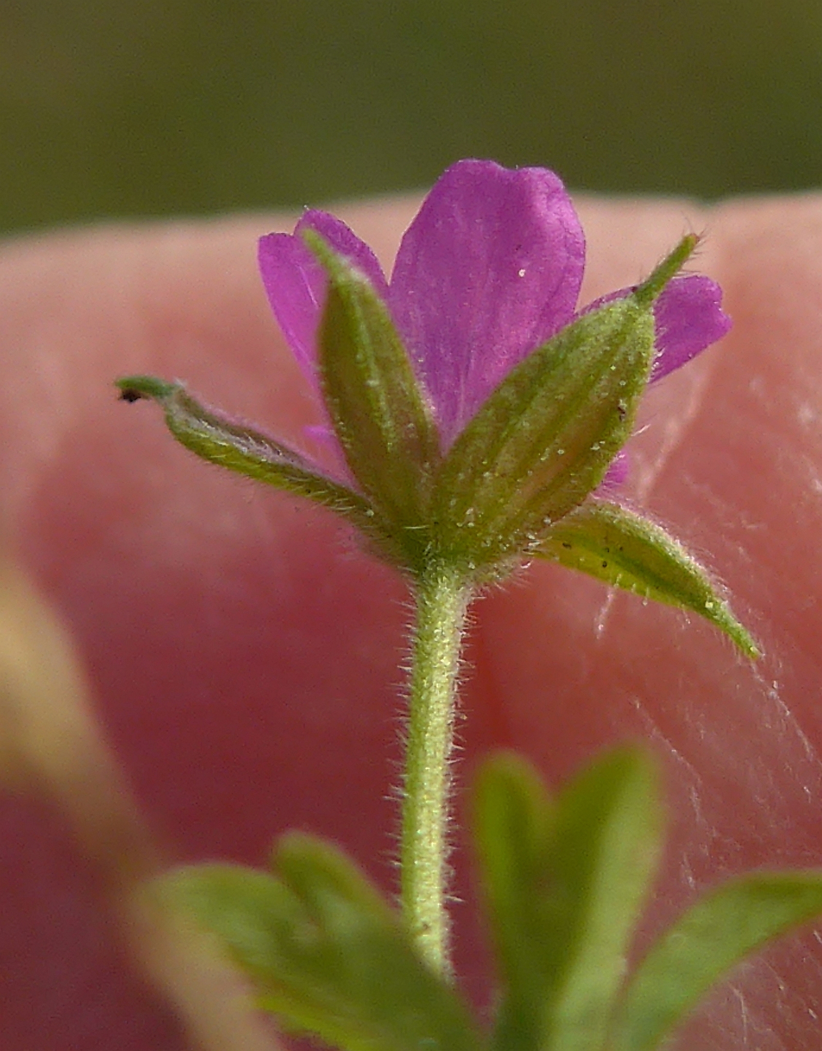 Geranium dissectum (door Hanneke Waller)