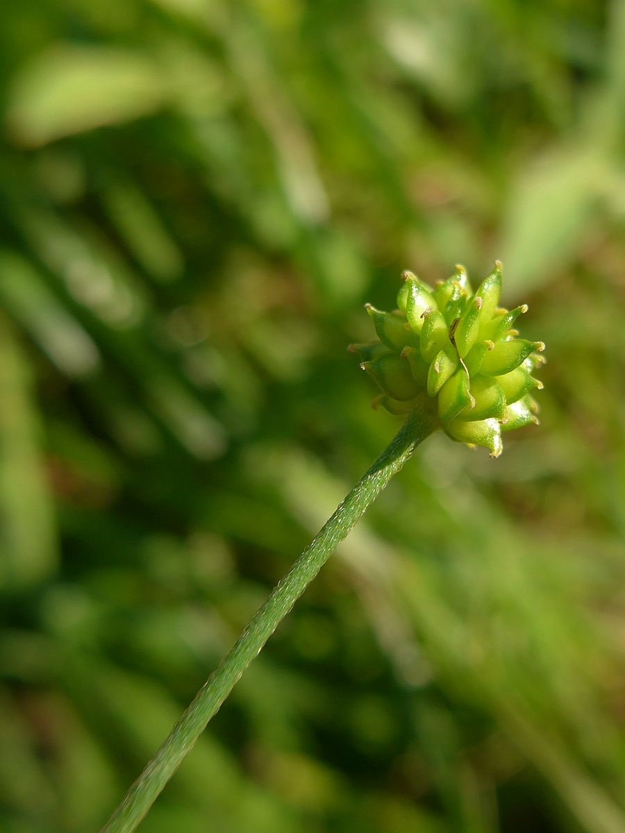 Ranunculus acris (door Hanneke Waller)