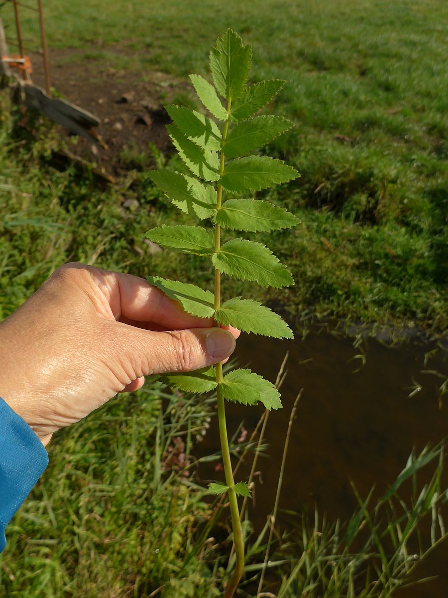 Berula erecta (door Hanneke Waller)