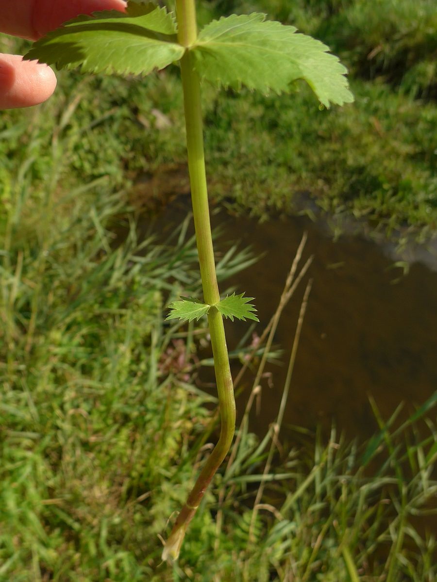 Berula erecta (door Hanneke Waller)