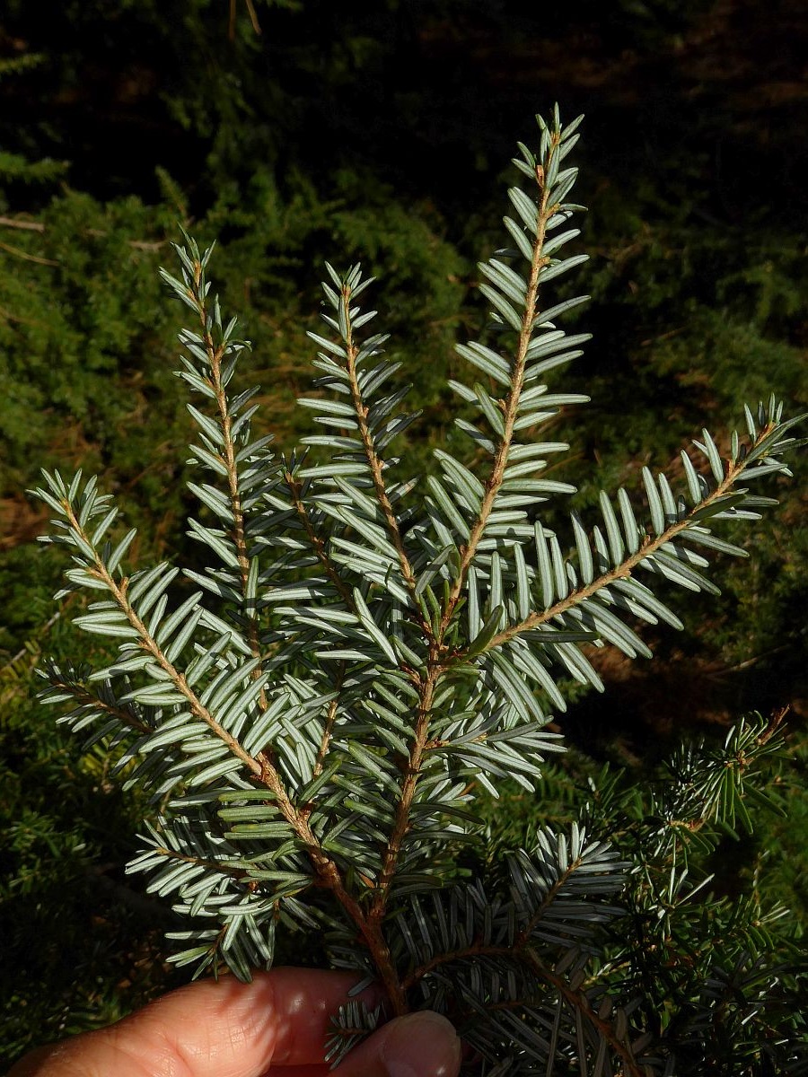 Tsuga heterophylla (door Hanneke Waller)