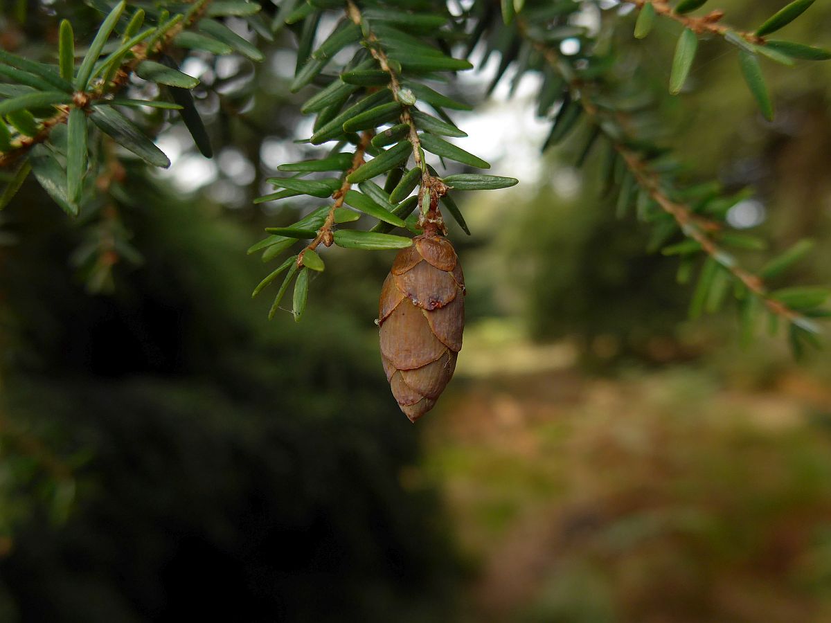 Tsuga canadensis (door Hanneke Waller)