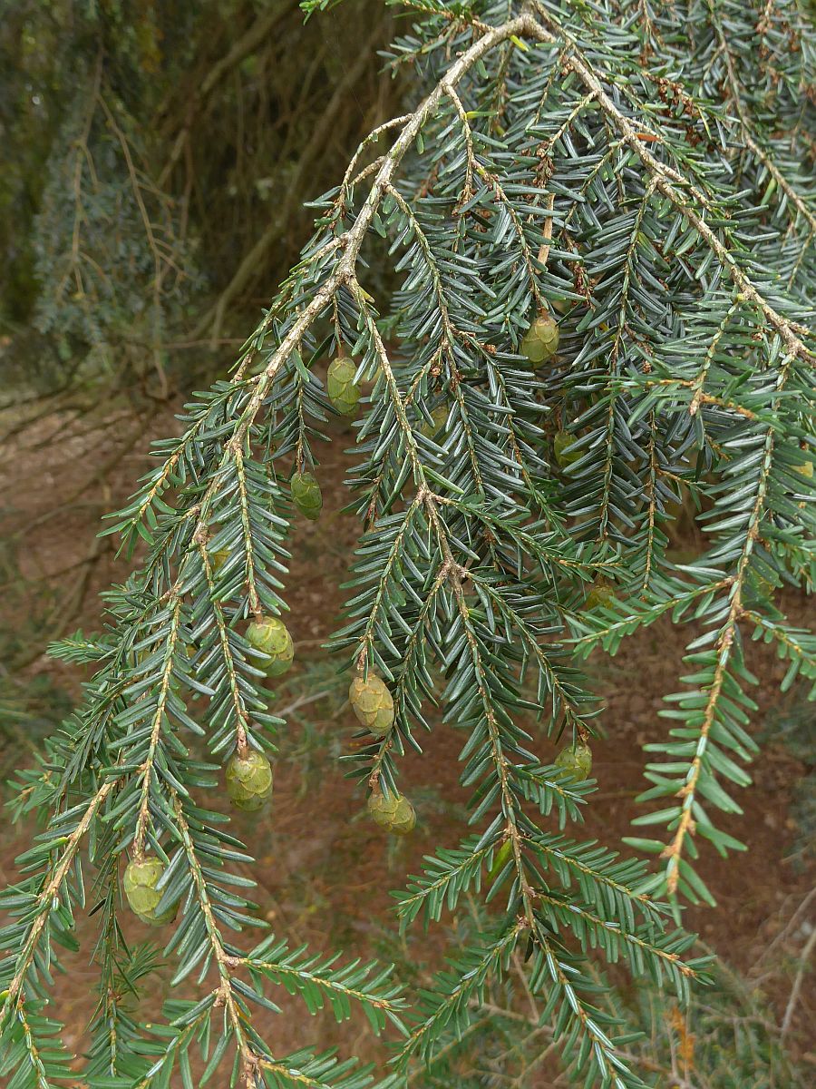 Tsuga canadensis (door Hanneke Waller)