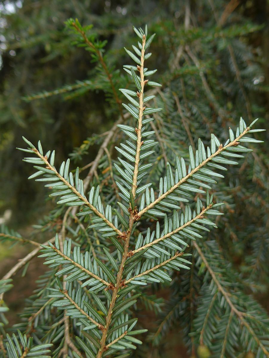 Tsuga canadensis (door Hanneke Waller)