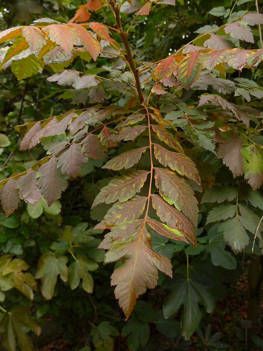 Koelreuteria paniculata (door Hanneke Waller)