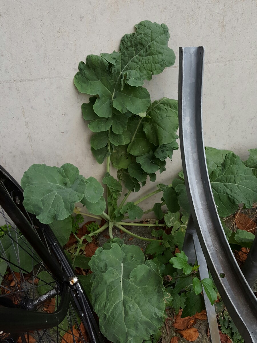 Brassica oleracea-cultivars (door Hanneke Waller)