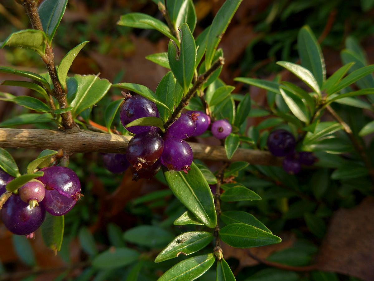 Lonicera pileata (door Hanneke Waller)