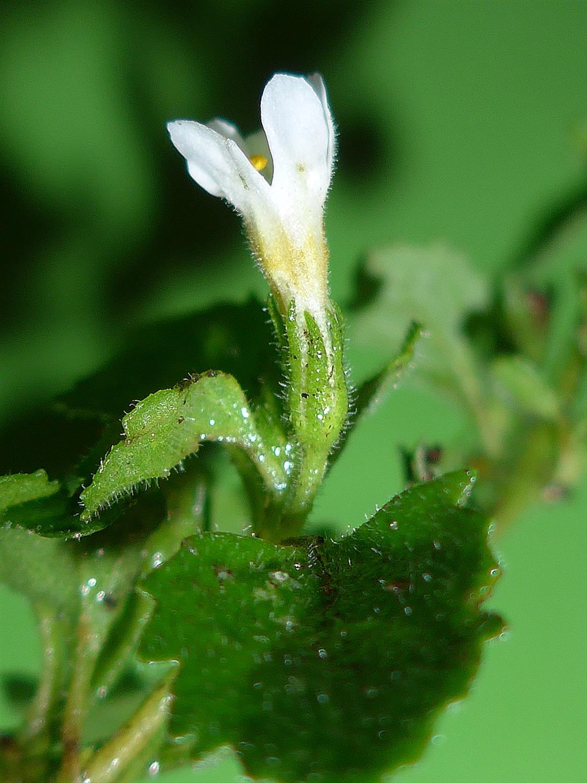 Sutera cordata (door Hanneke Waller)