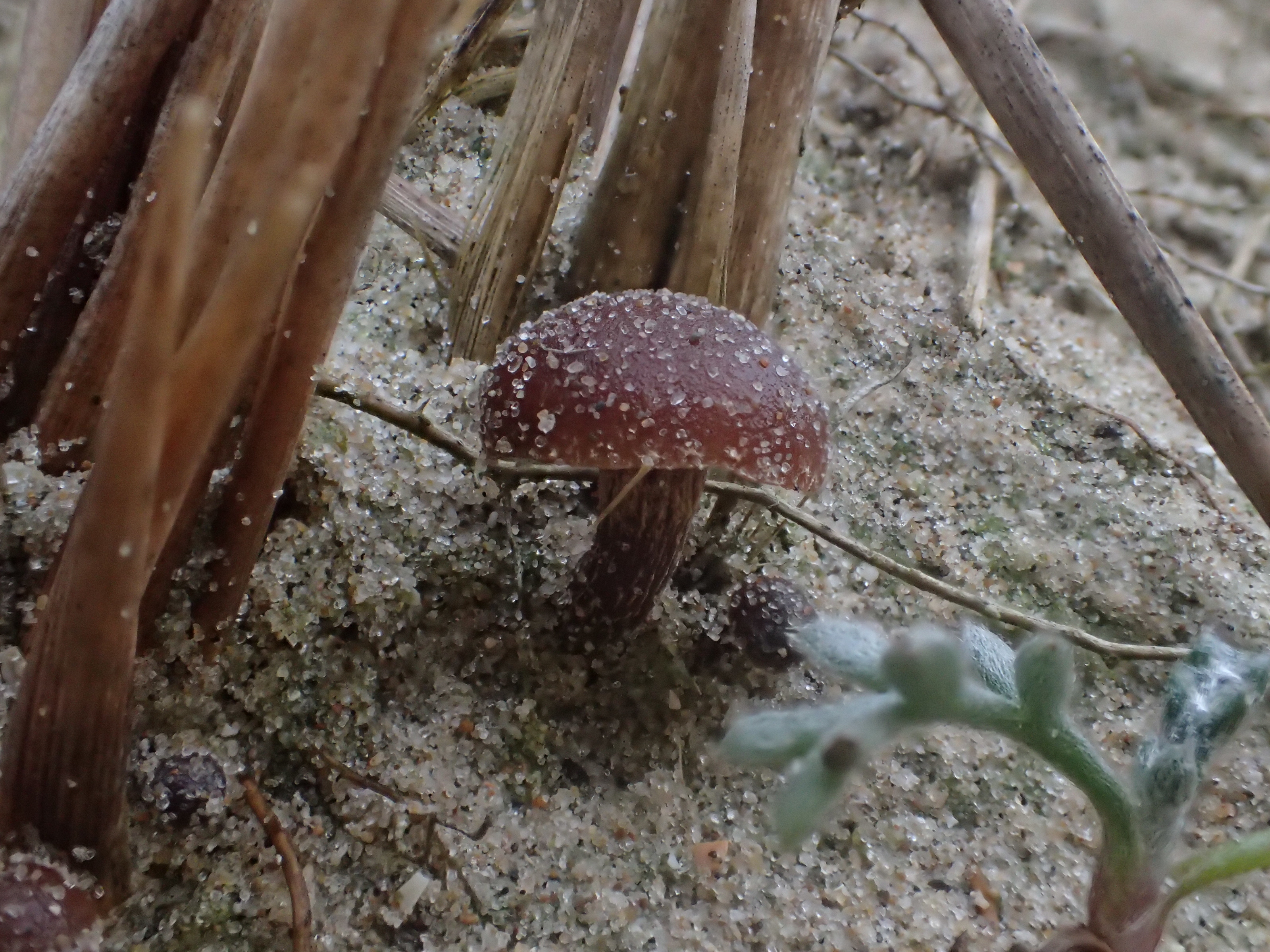 Simocybe maritima (door Leo Jalink)