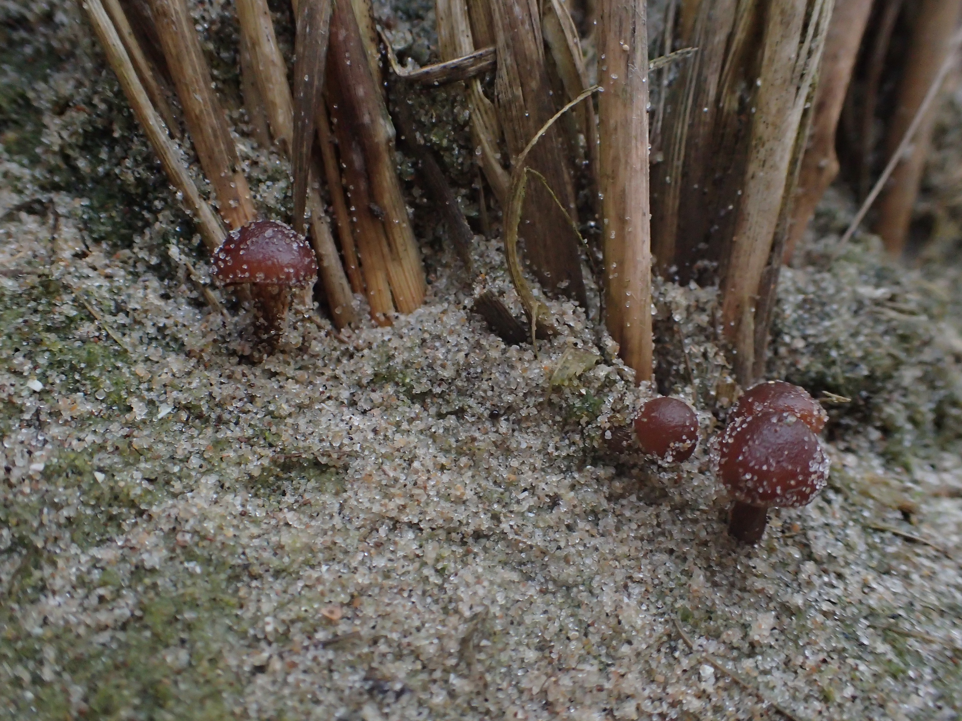 Simocybe maritima (door Leo Jalink)