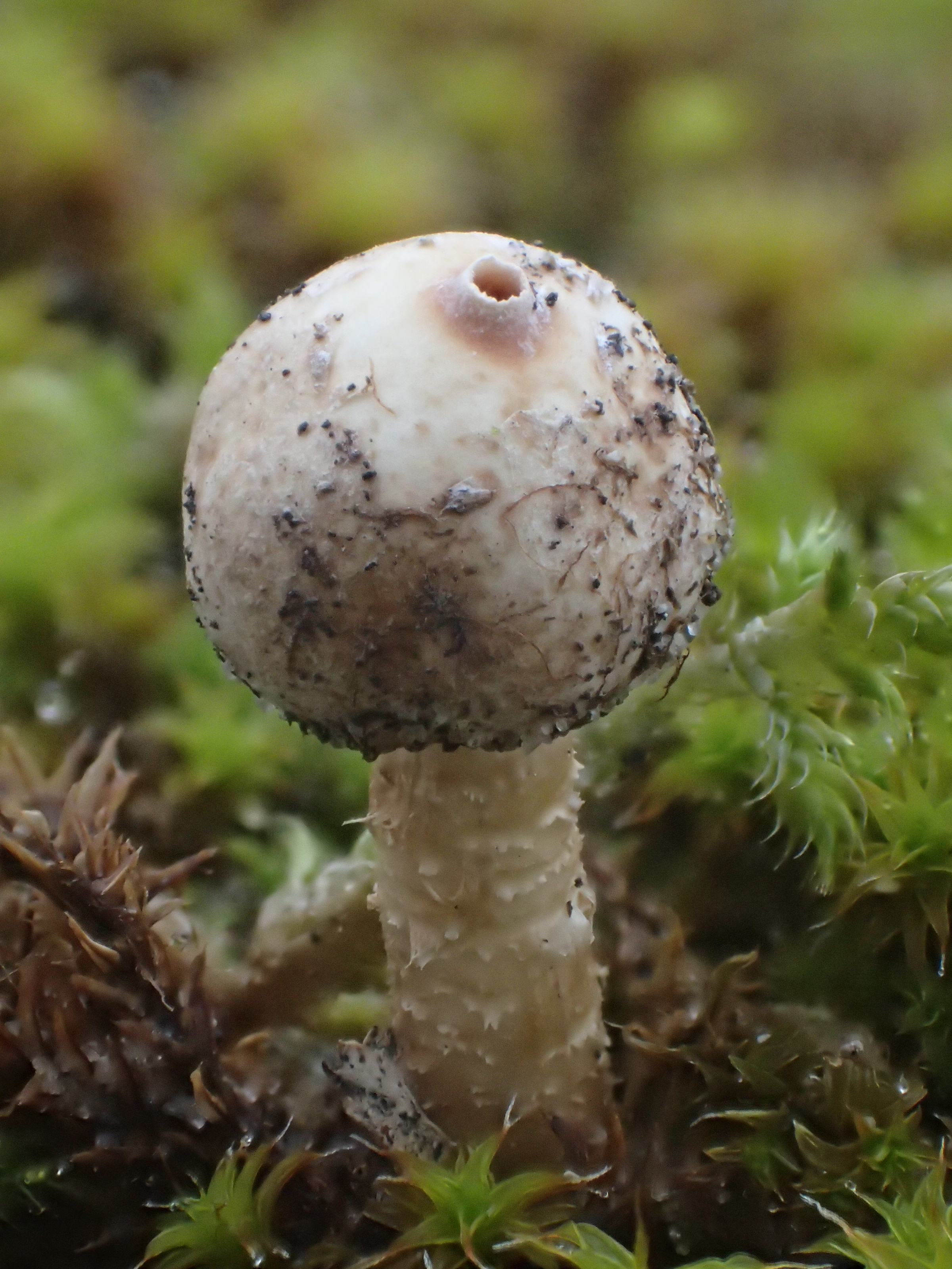 Tulostoma brumale (door Leo Jalink)