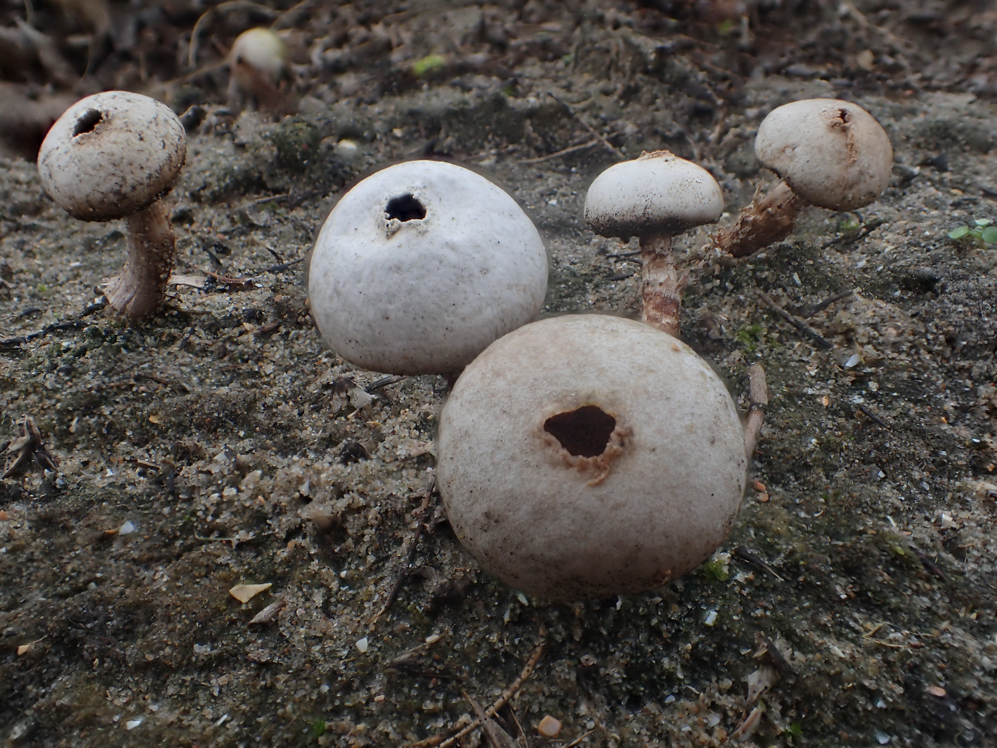 Tulostoma fimbriatum (door Leo Jalink)