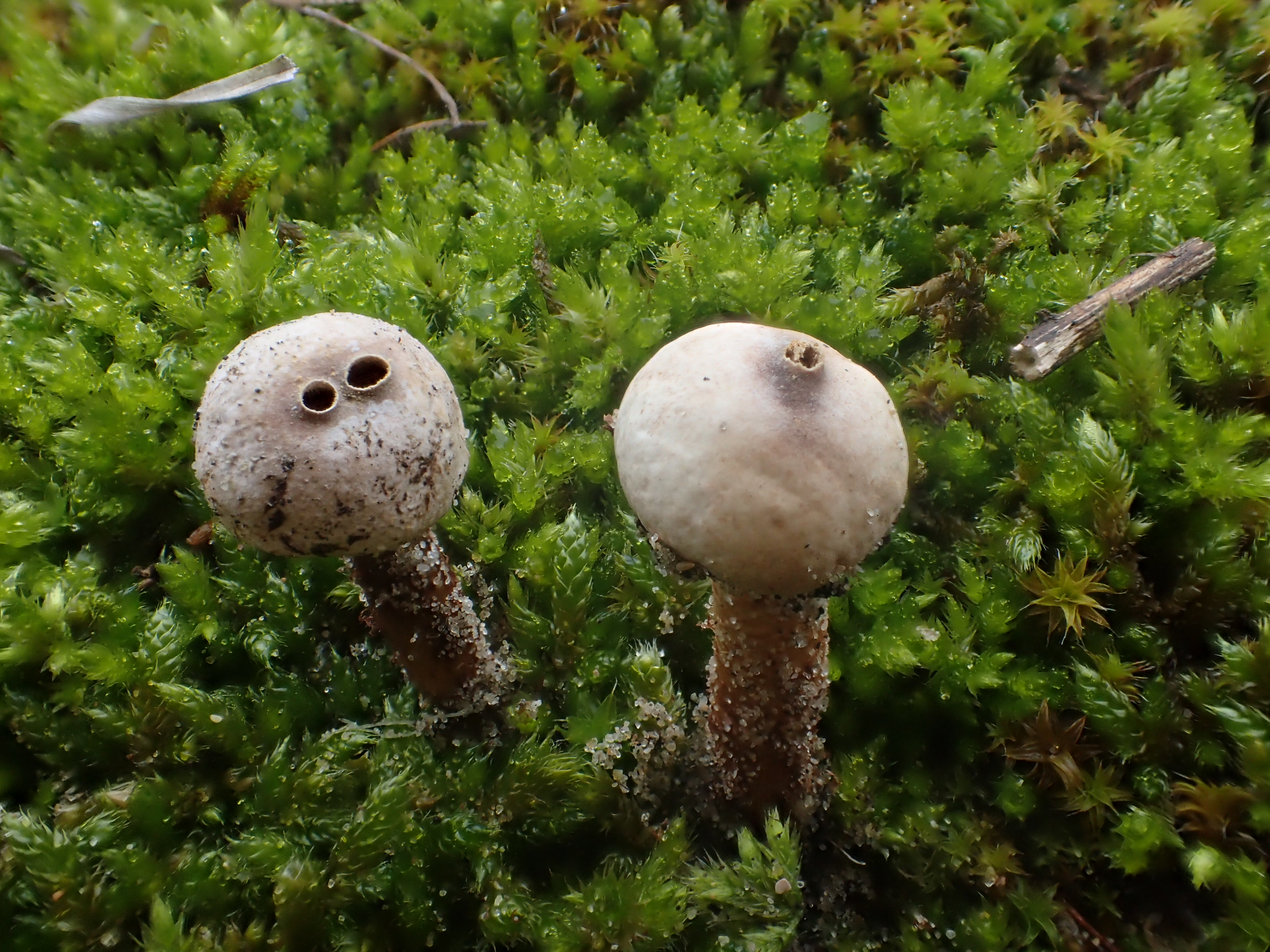 Tulostoma melanocyclum (door Leo Jalink)