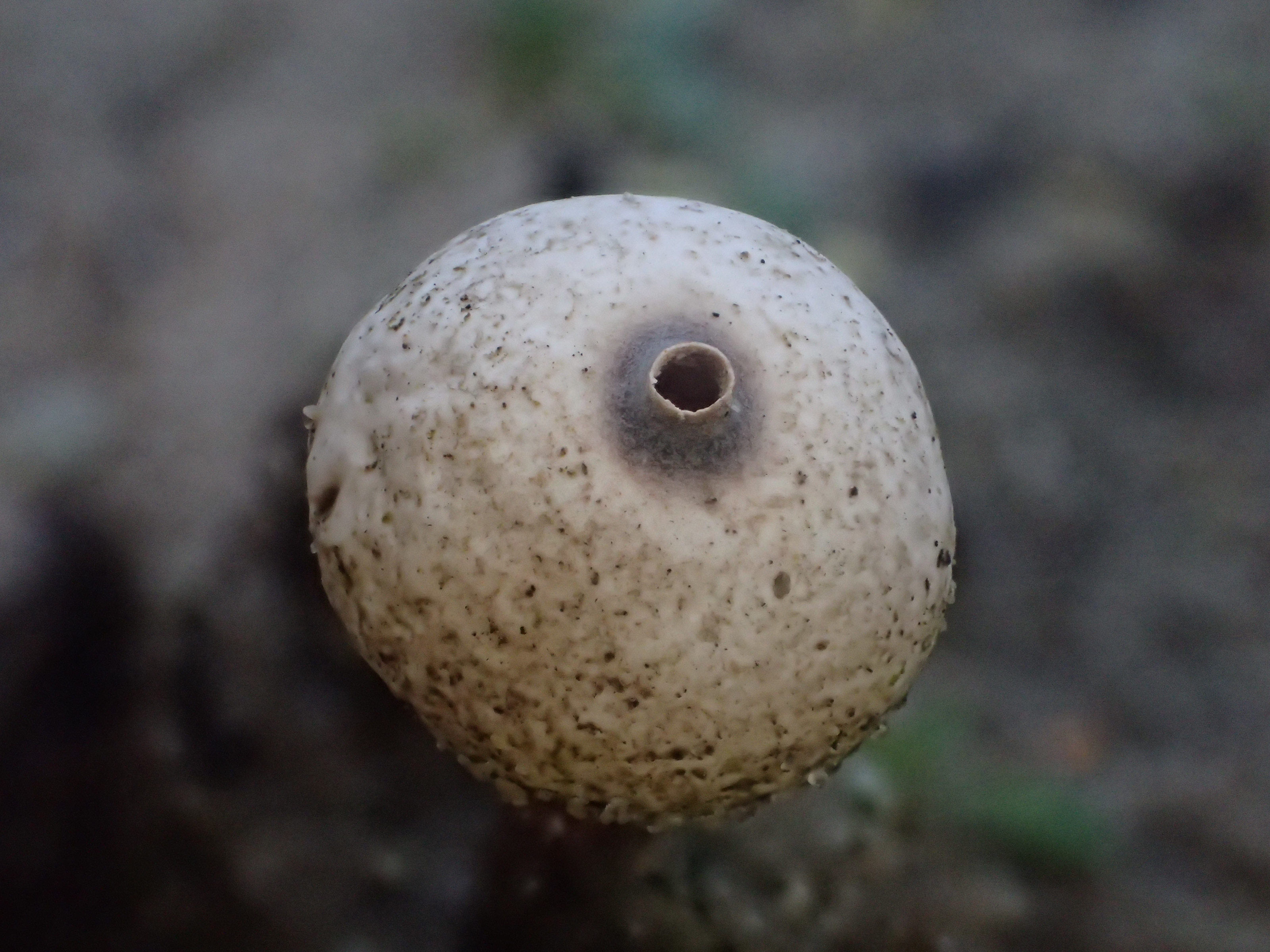 Tulostoma melanocyclum (door Leo Jalink)