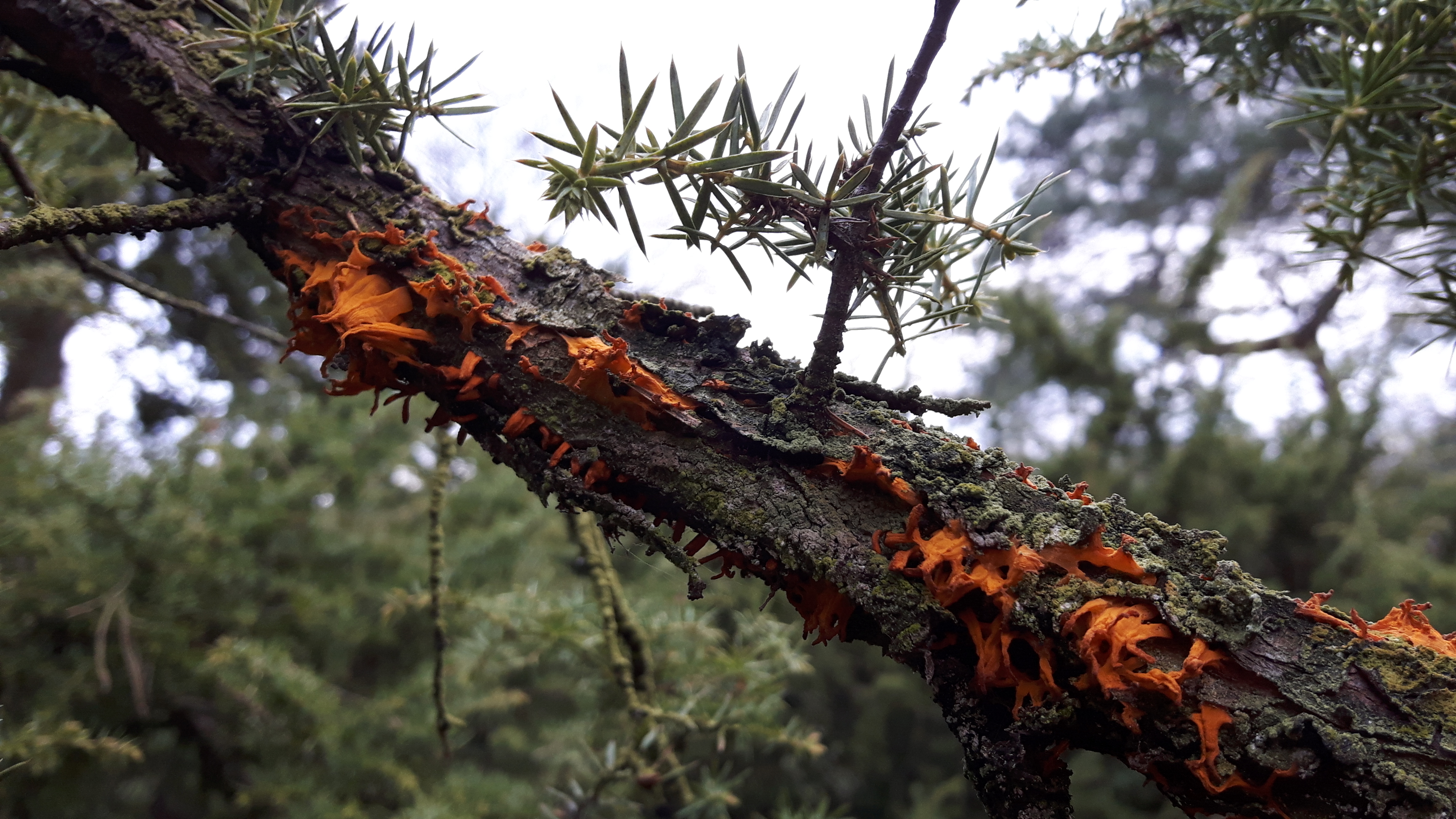 Gymnosporangium clavariiforme (door Els Heijman)