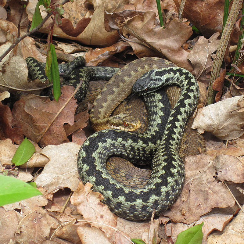 Vipera berus (door Henk Baptist)