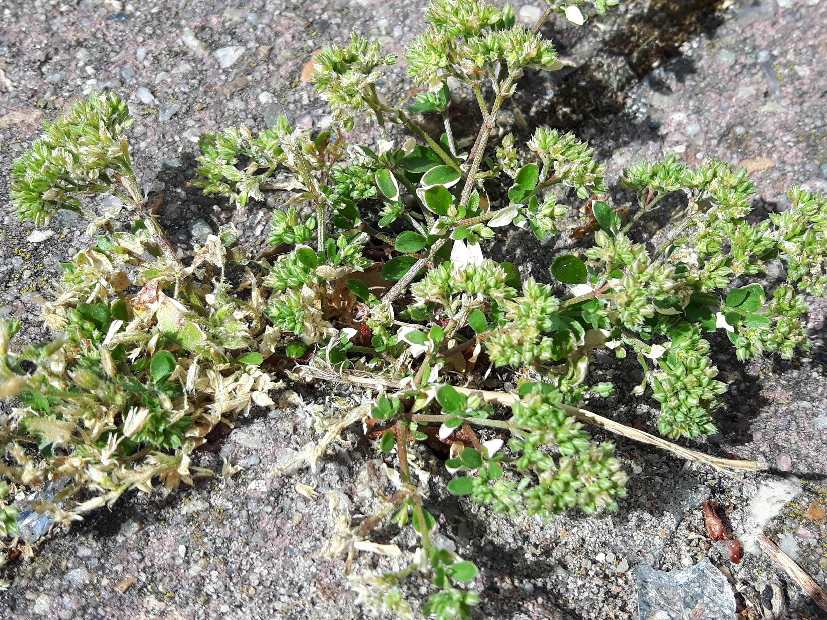 Polycarpon tetraphyllum (door Els Heijman)