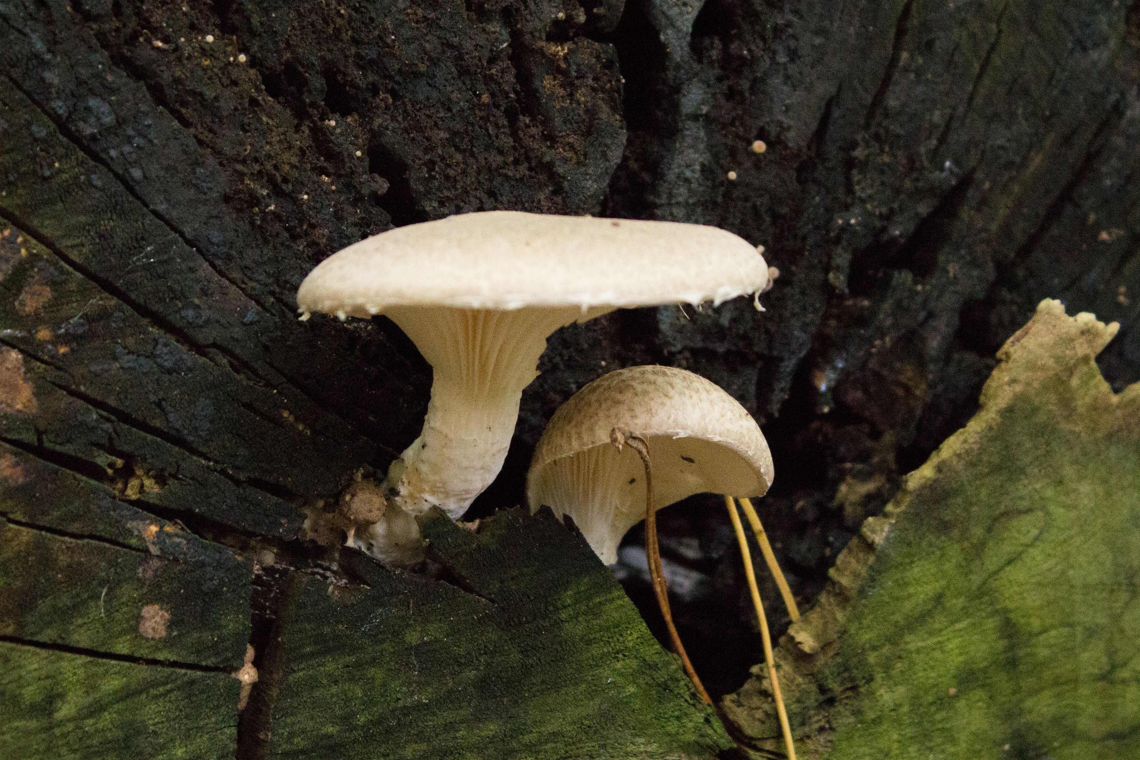 Pleurotus dryinus (door Rob de Ruiter)