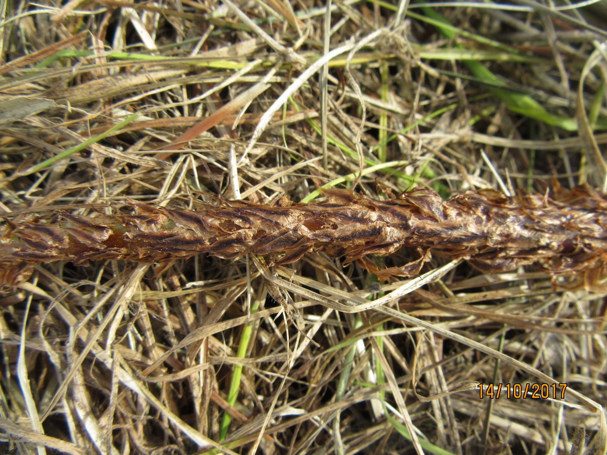 Dryopteris dilatata (door Simon Pepping)