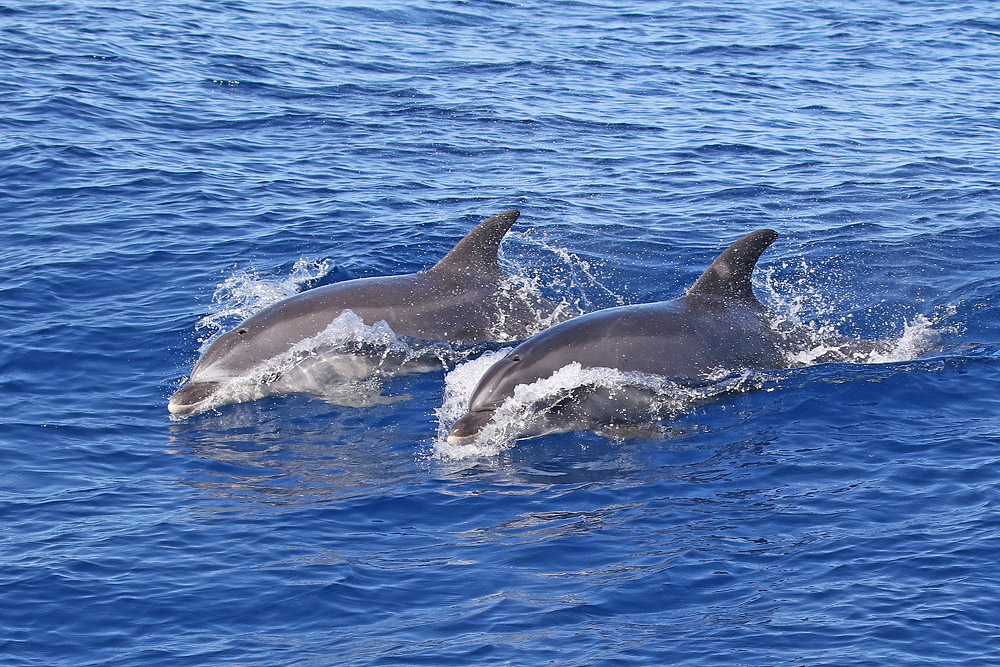 Tursiops truncatus (door Henk Baptist)