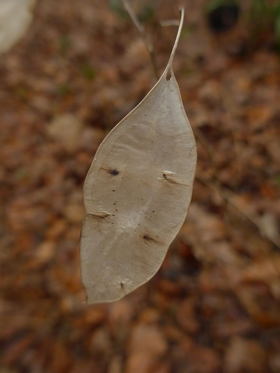 Lunaria rediviva (door Hanneke Waller)