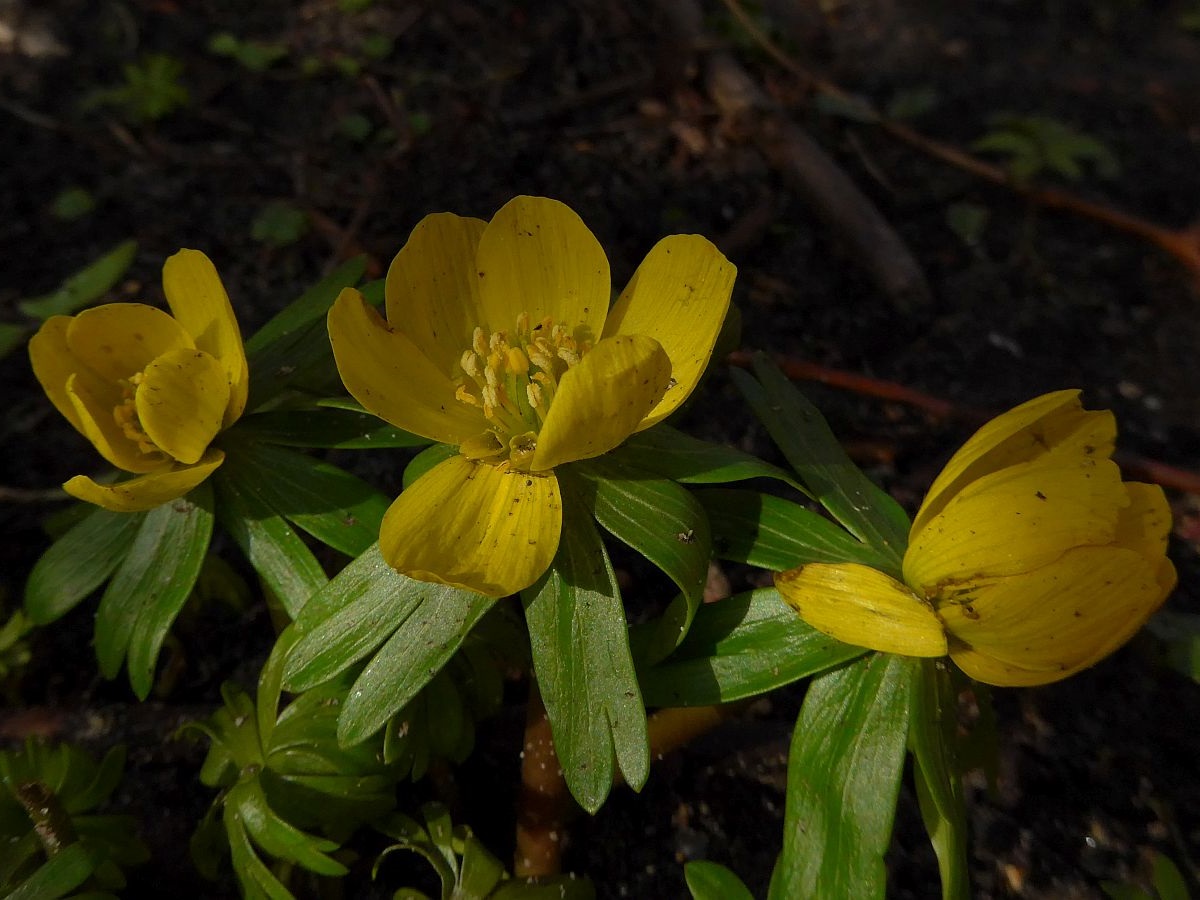 Eranthis hyemalis (door Hanneke Waller)