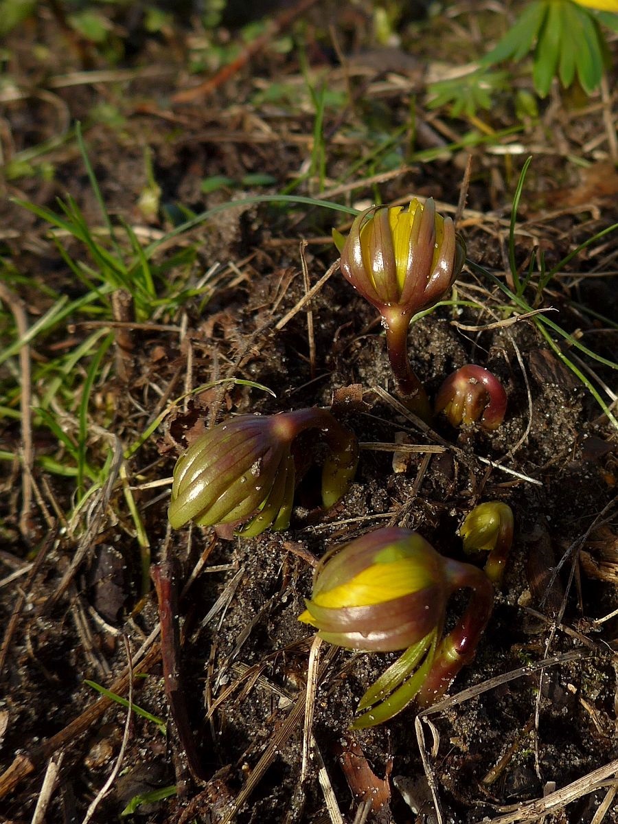 Eranthis cilicica (door Hanneke Waller)