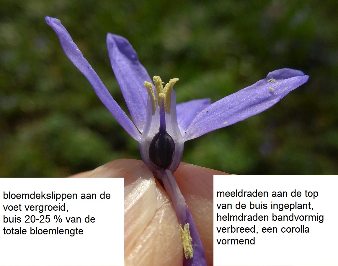 Scilla forbesii (door Hanneke Waller)