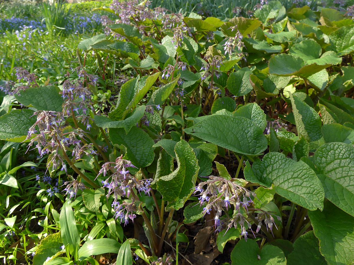 Trachystemon orientalis (door Hanneke Waller)