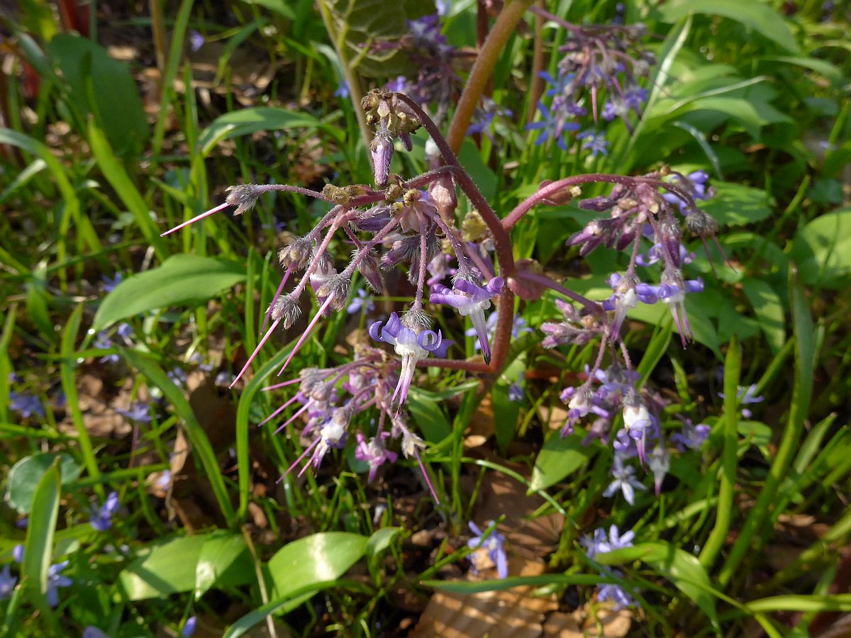 Trachystemon orientalis (door Hanneke Waller)