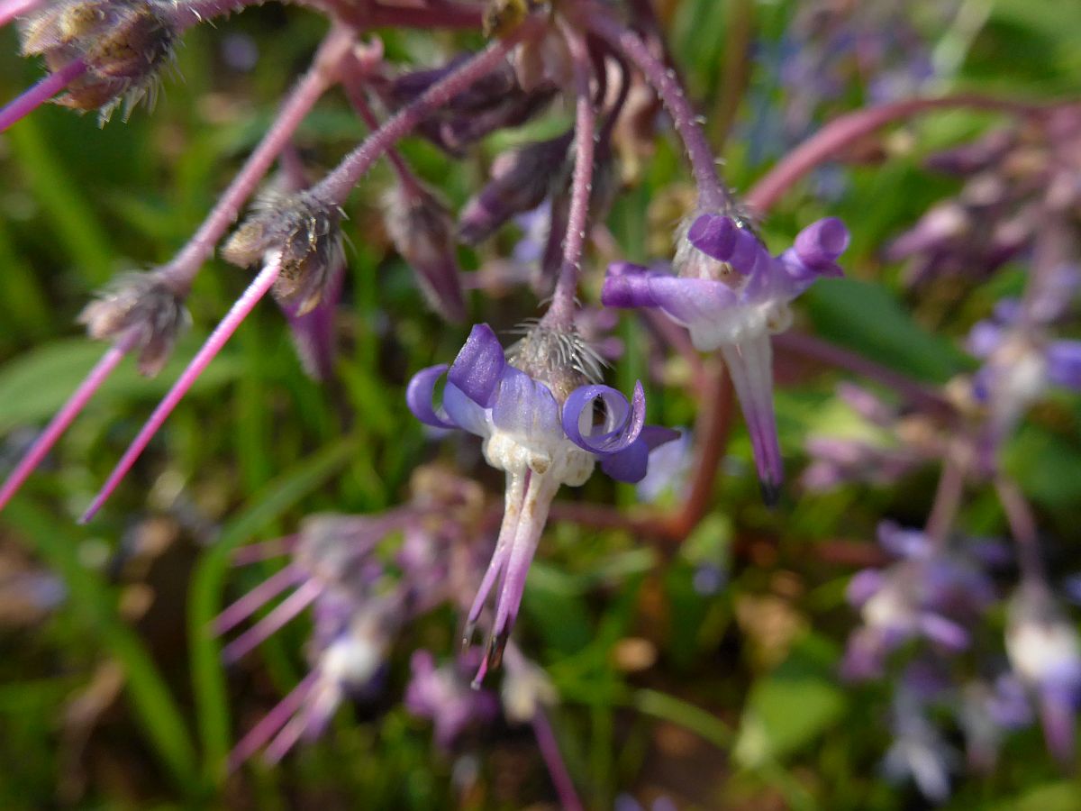 Trachystemon orientalis (door Hanneke Waller)