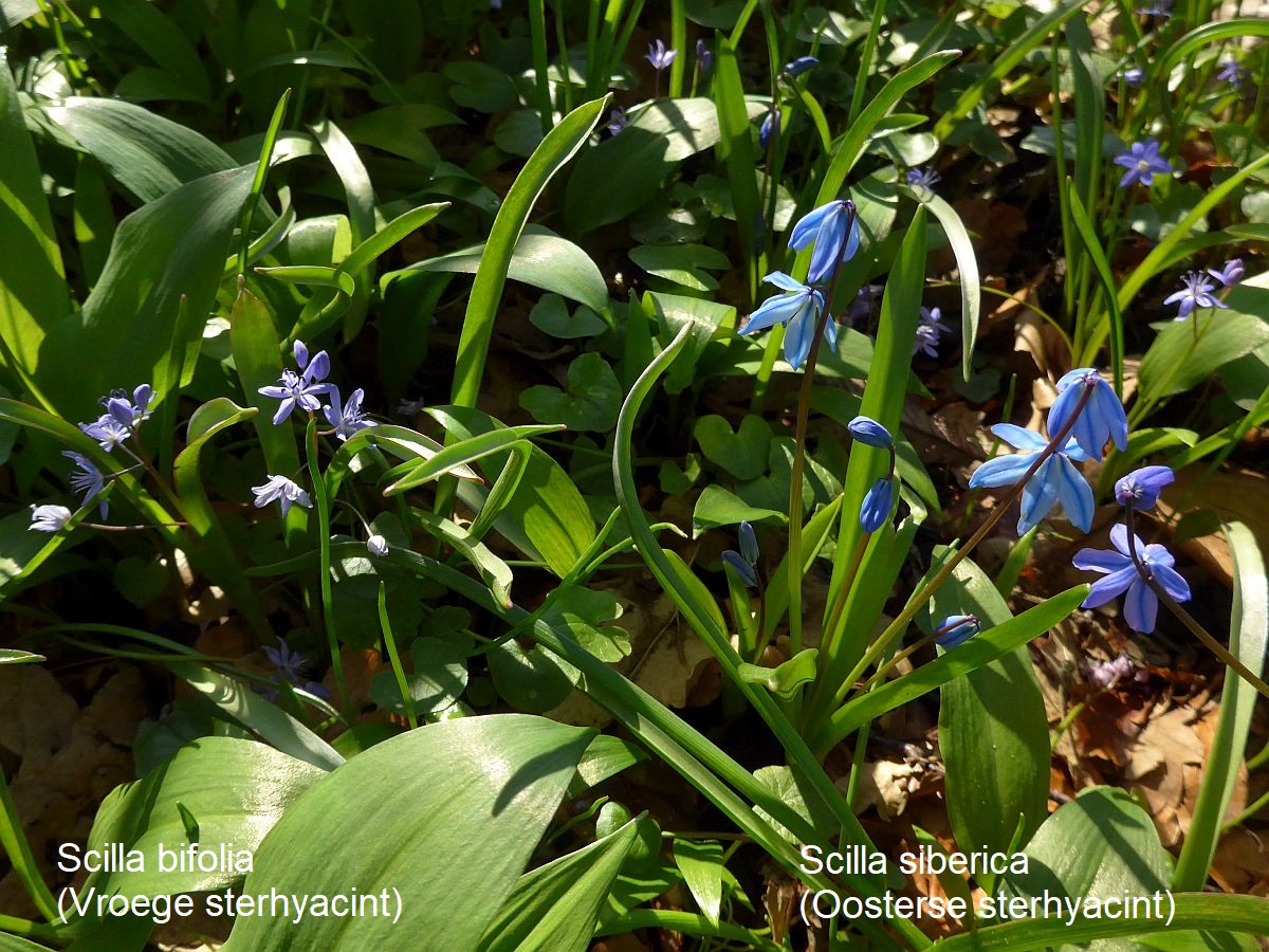 Scilla bifolia (door Hanneke Waller)