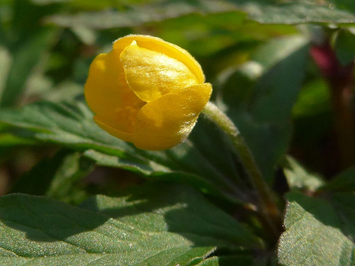 Anemone ranunculoides (door Hanneke Waller)