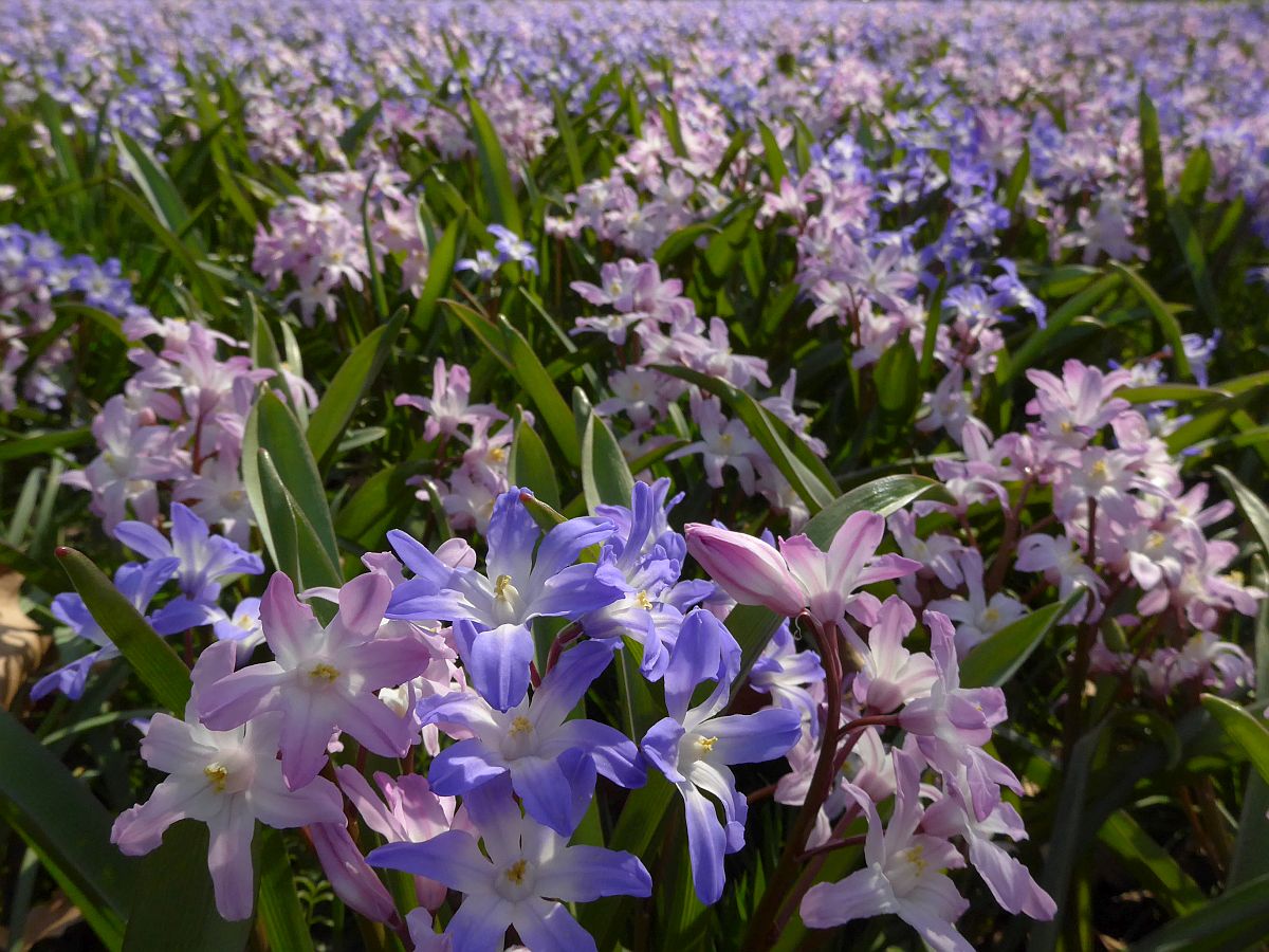 Scilla forbesii (door Hanneke Waller)