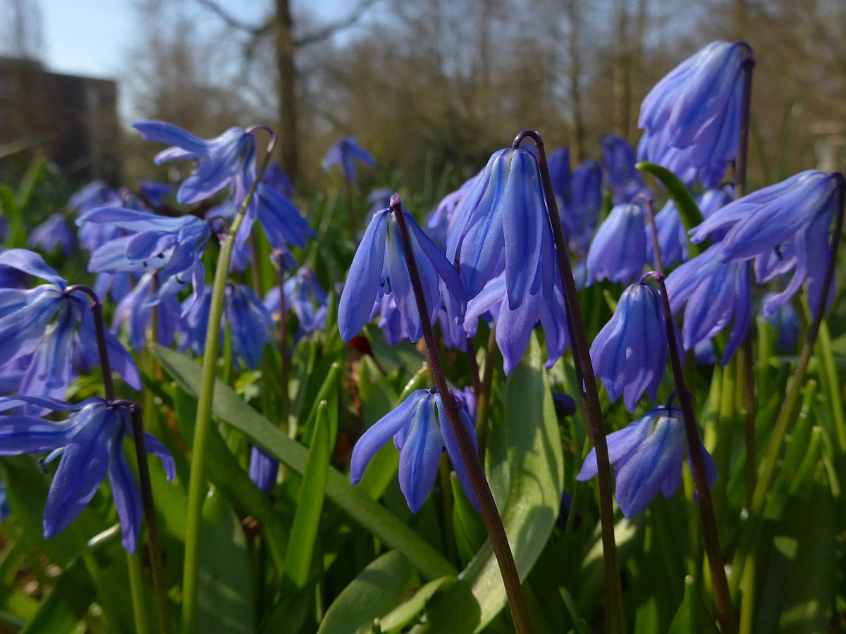 Scilla siberica (door Hanneke Waller)