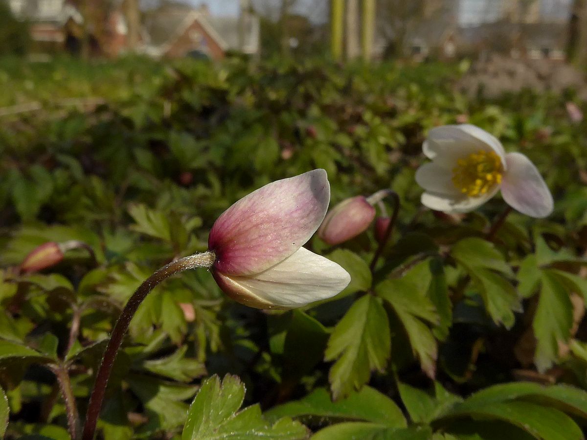 Anemone nemorosa (door Hanneke Waller)