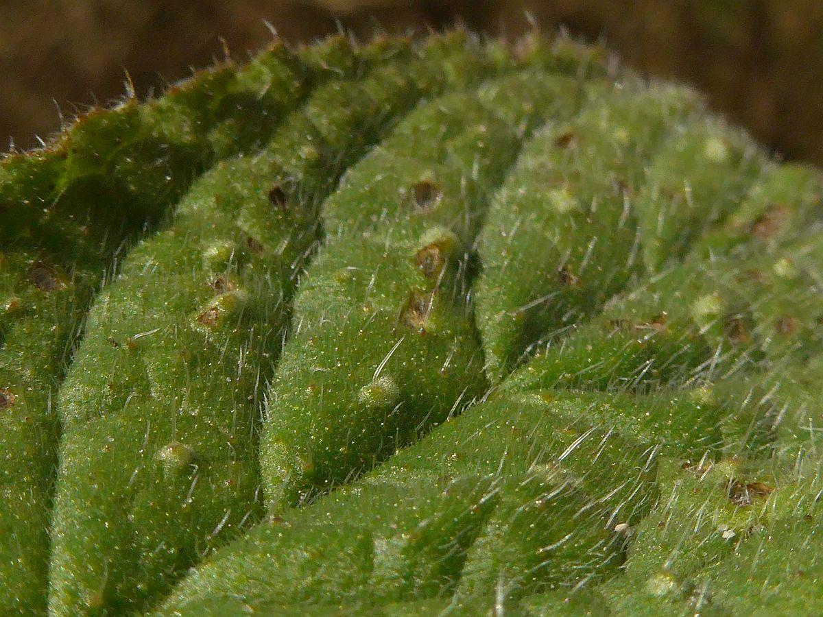 Pentaglottis sempervirens (door Hanneke Waller)