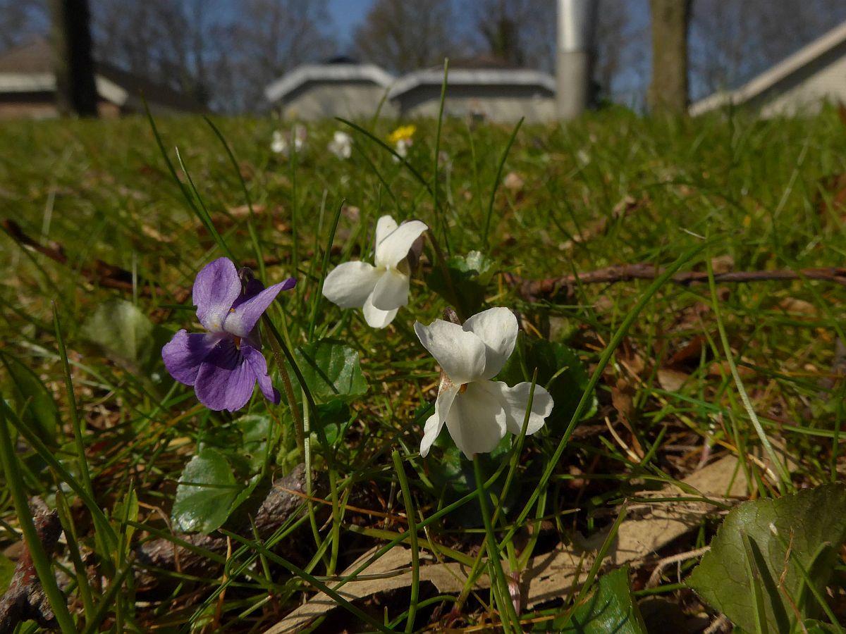 Viola odorata (door Hanneke Waller)