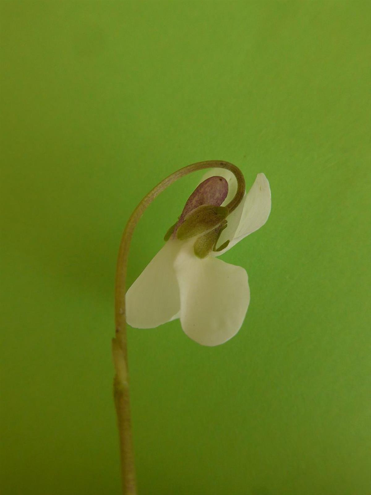 Viola odorata (door Hanneke Waller)
