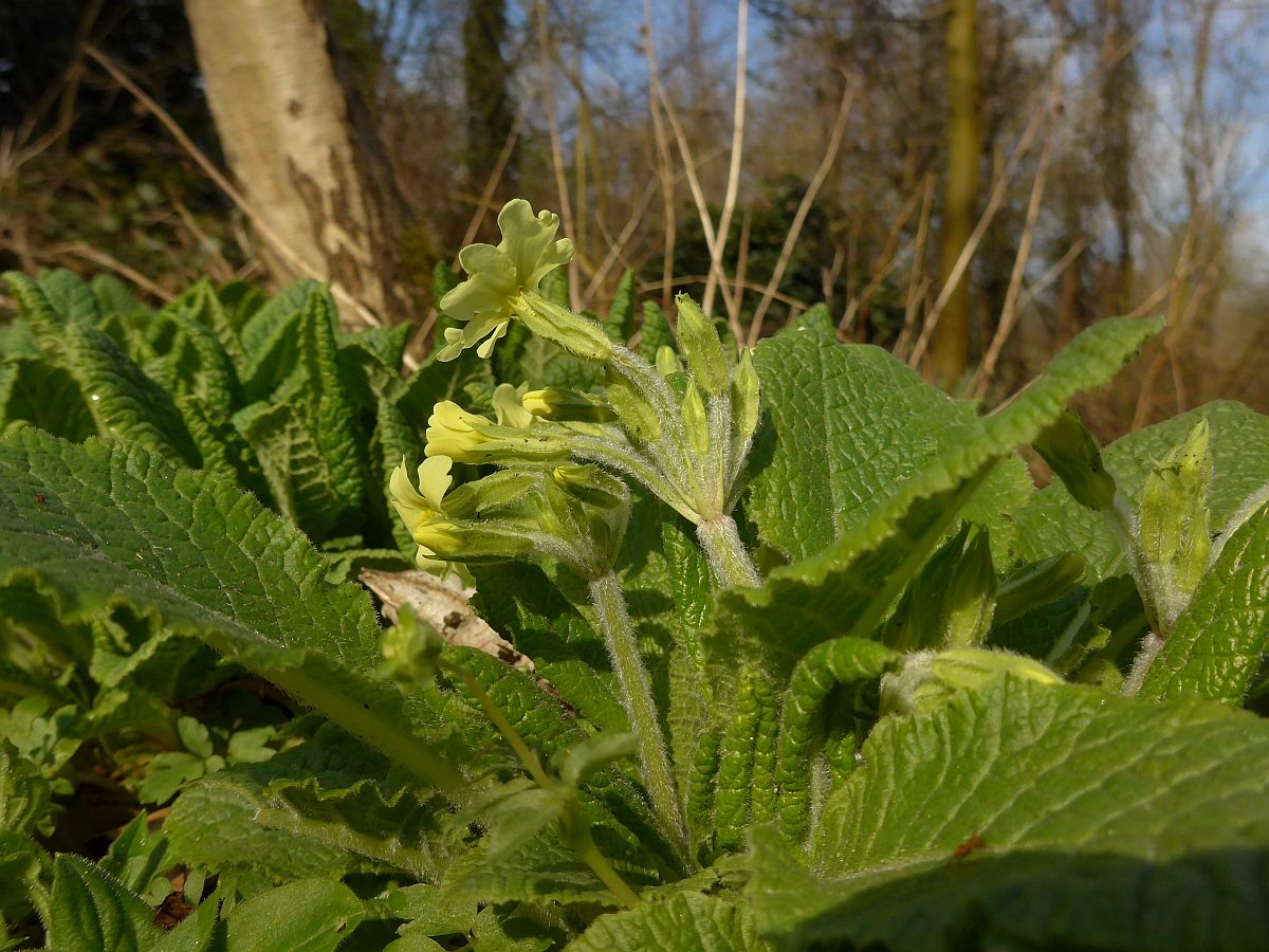 Primula elatior (door Hanneke Waller)