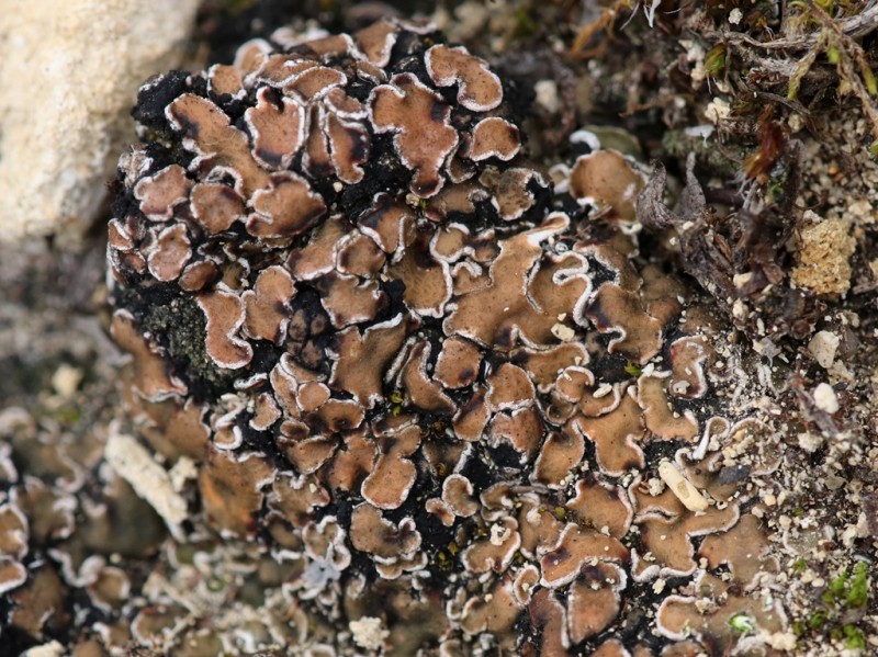 Psora decipiens (door Ruud van Middelkoop)