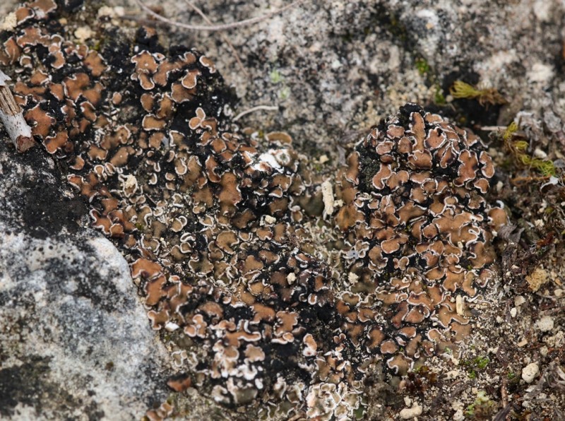 Psora decipiens (door Ruud van Middelkoop)