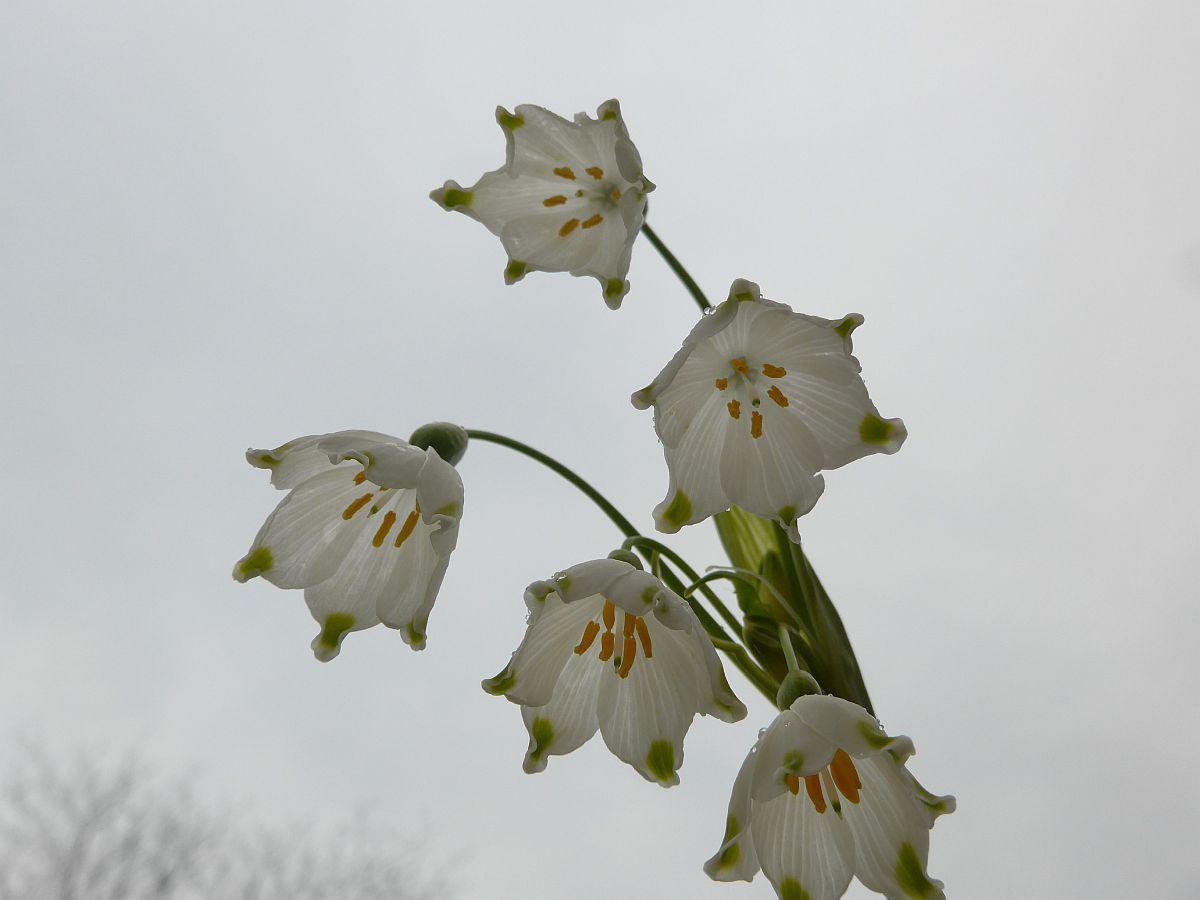 Leucojum aestivum (door Hanneke Waller)