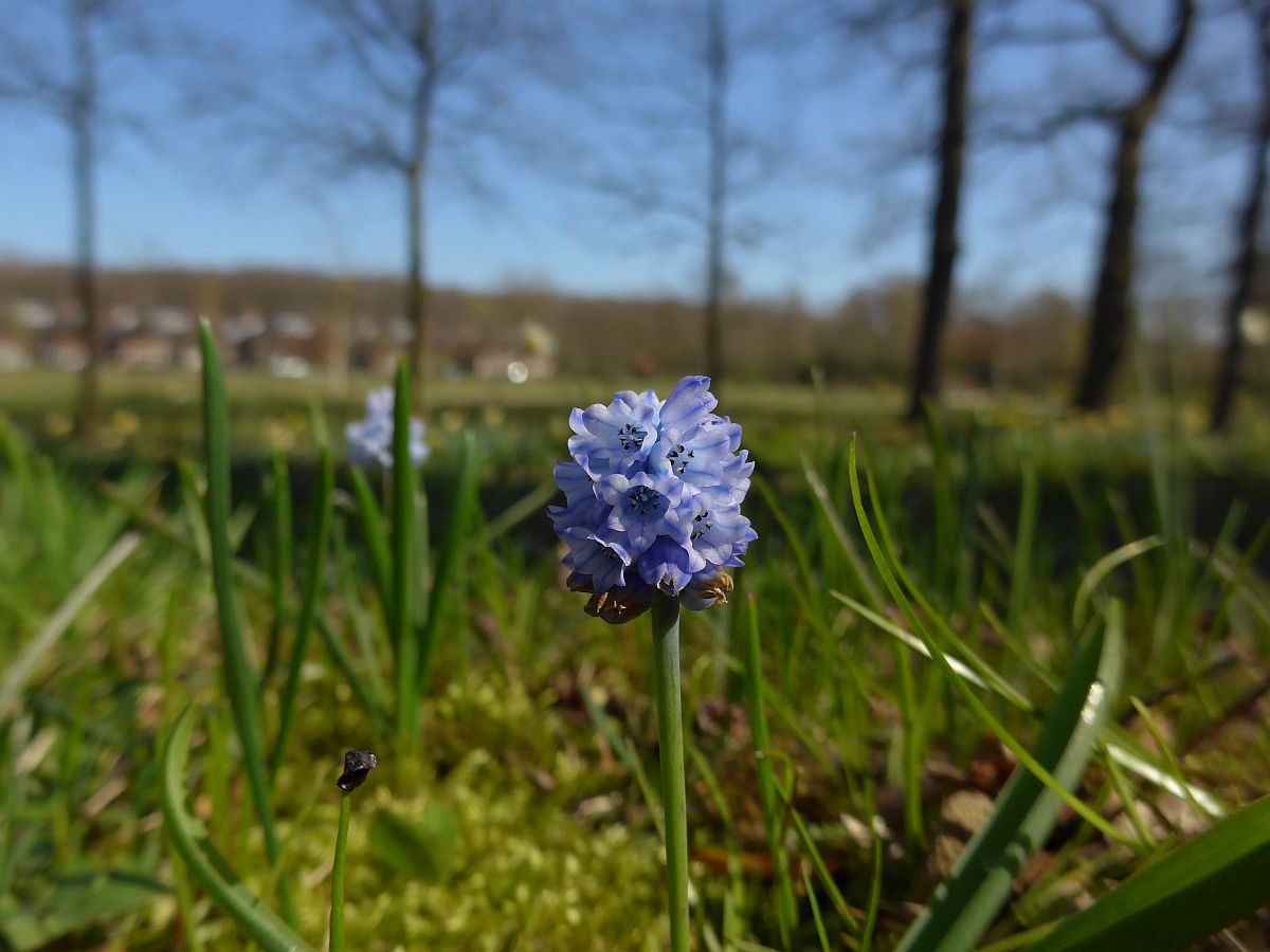 Muscari azureum (door Hanneke Waller)