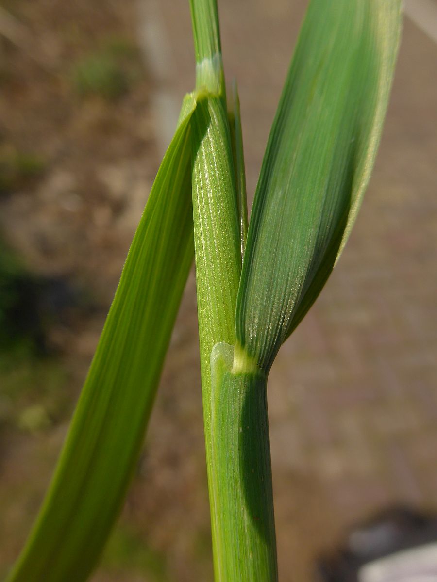 Alopecurus pratensis (door Hanneke Waller)