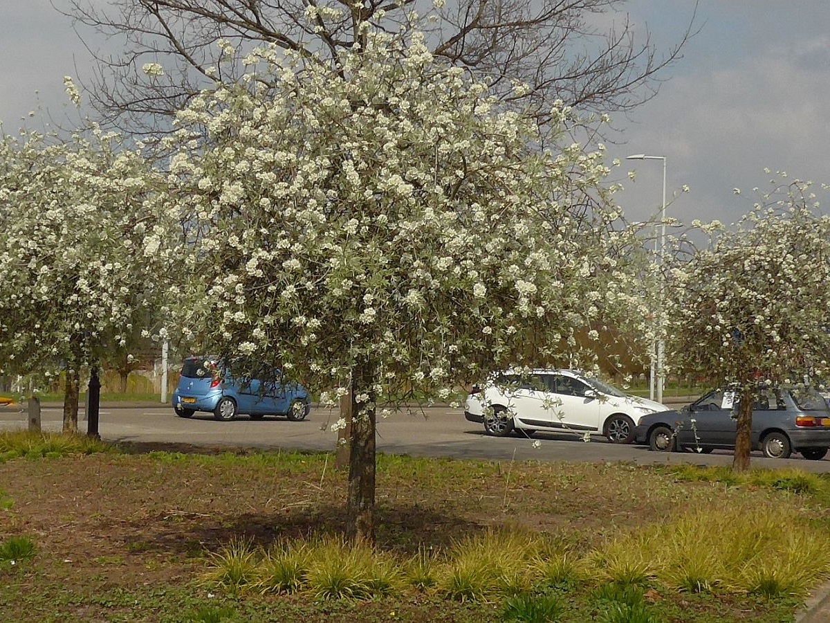 Pyrus salicifolia (door Hanneke Waller)