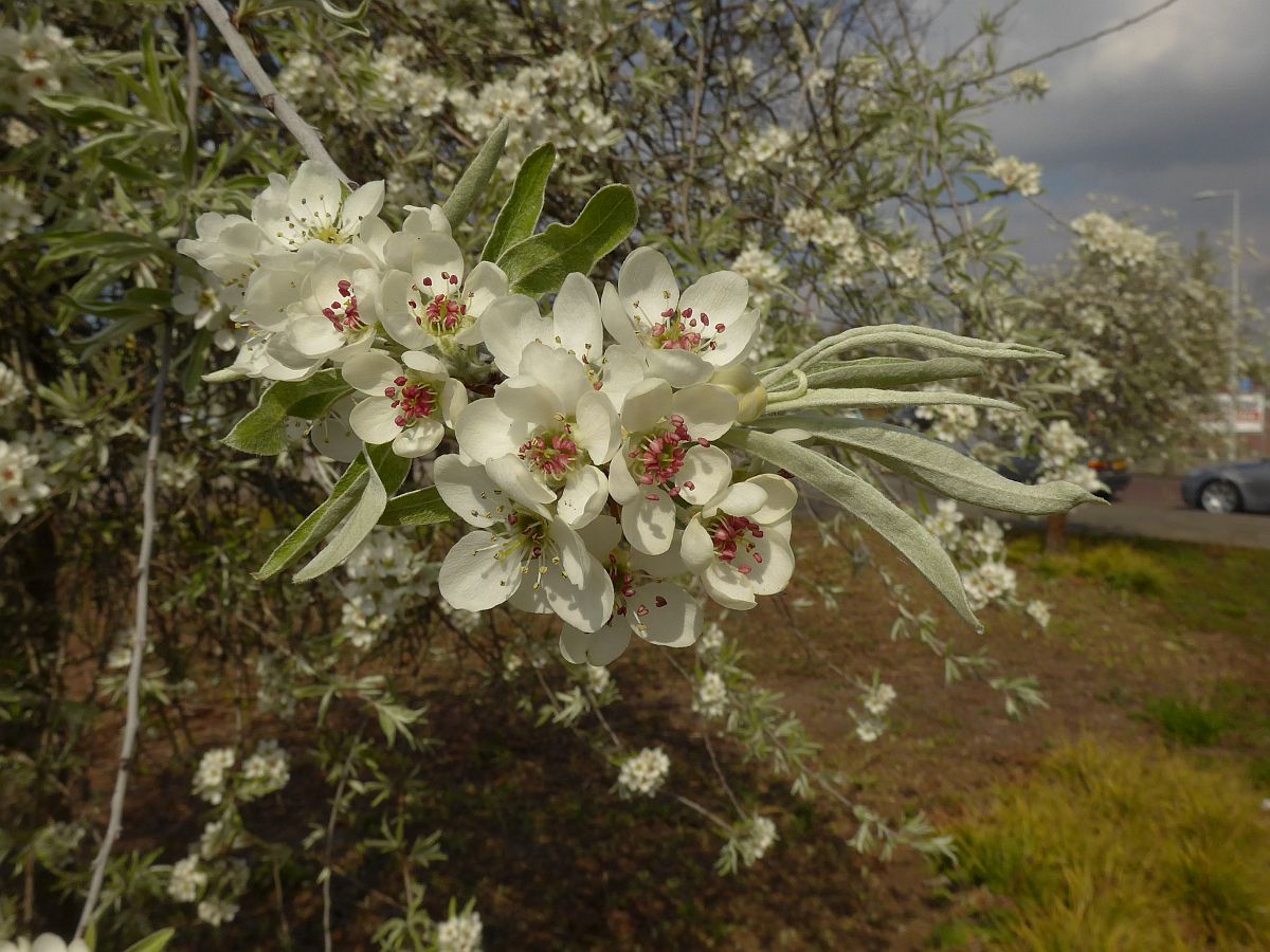 Pyrus salicifolia (door Hanneke Waller)