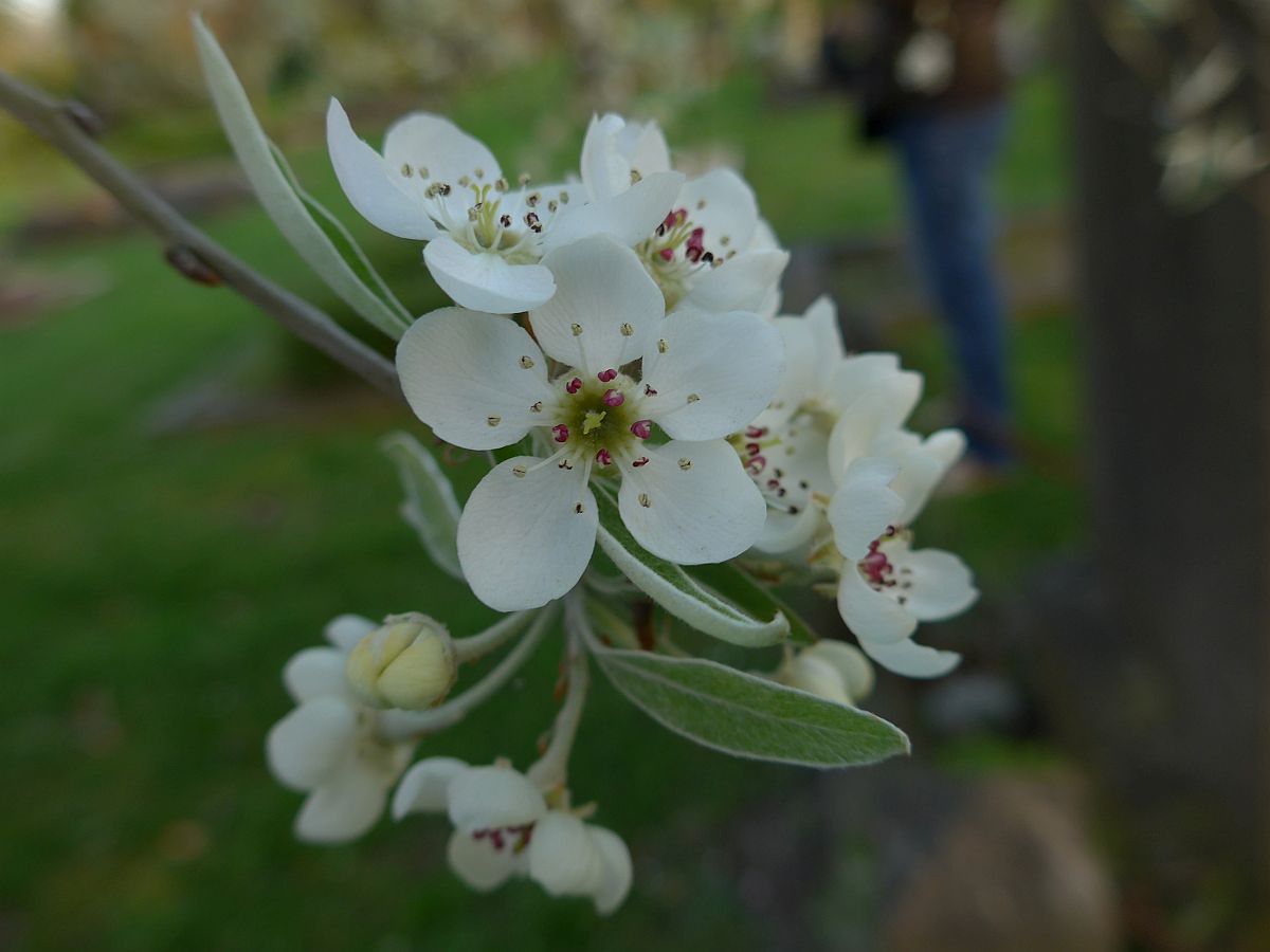 Pyrus salicifolia (door Hanneke Waller)