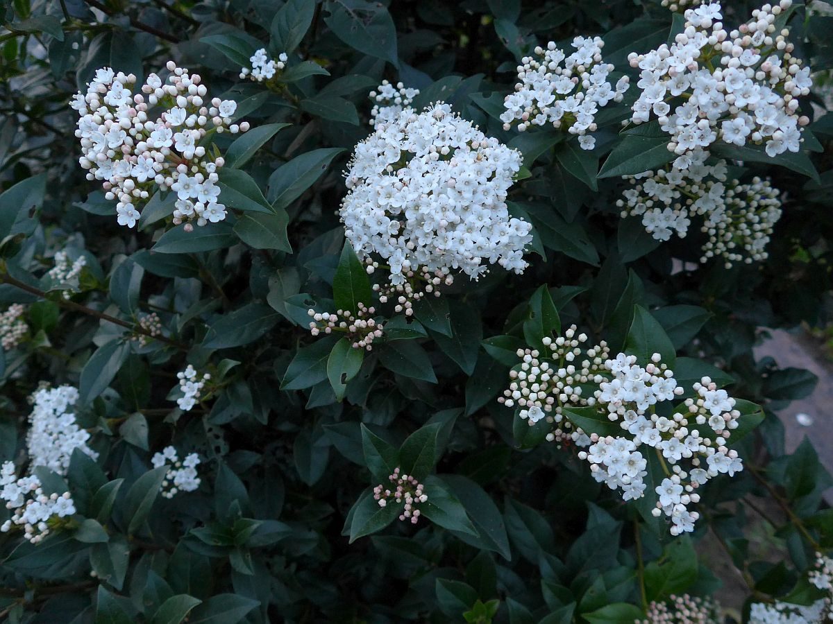 Viburnum tinus (door Hanneke Waller)